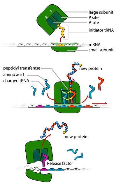 Ribosomale RNA